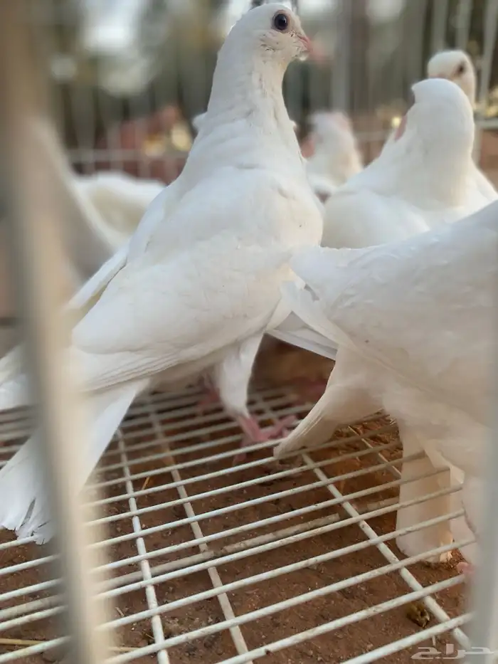 فروخ حمام فرنسي (تم البيع) 5