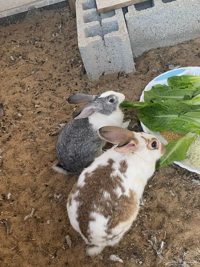 ارنب انثى للبيع 0