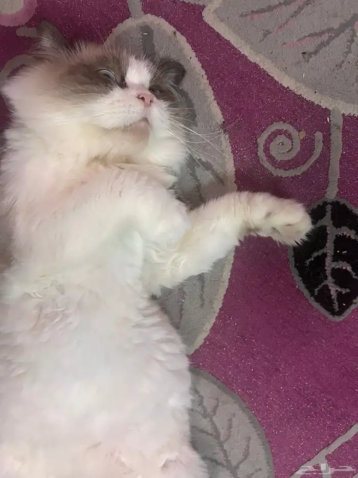 قط راغدول للتبني 3