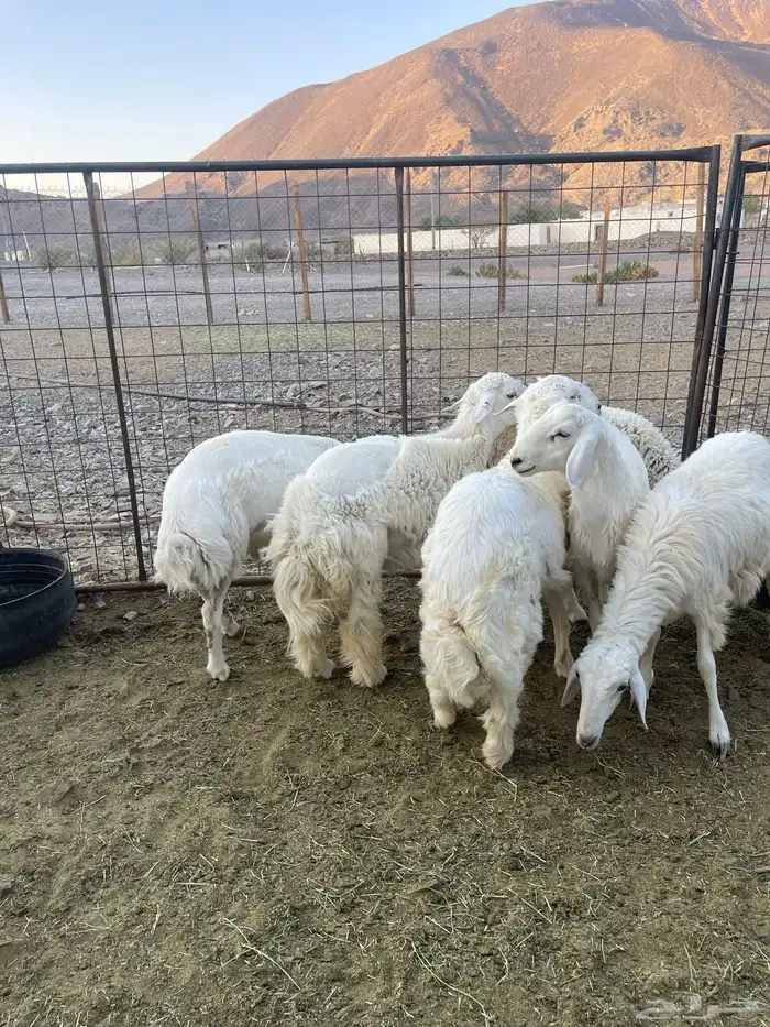 ( تم البيع )طليان حريات 1