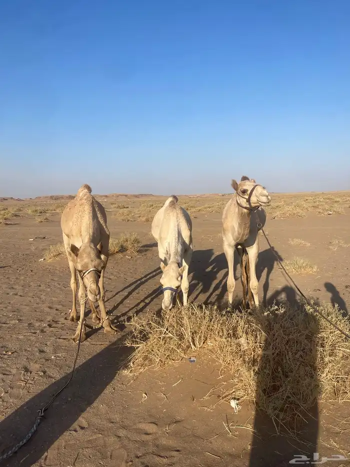 قعدان للبيع سبب البيع معزل من الميدان 3