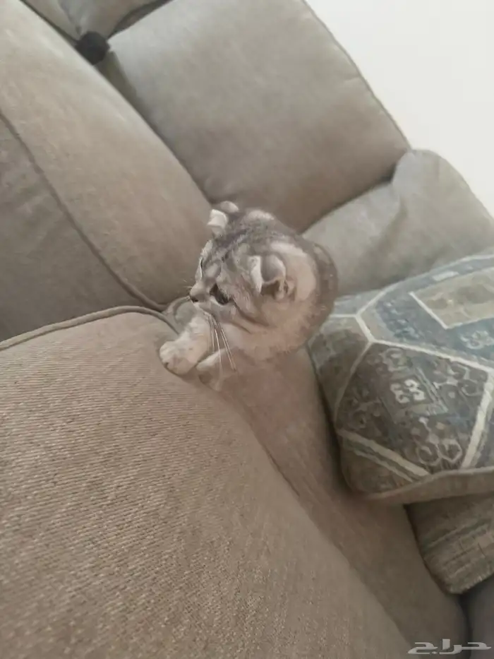 قطة انثى اسكوتش فولد مع عيالها ثلاثه 1