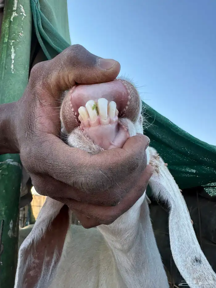 معزاء بيشيه جروف وصنف خلفات 10