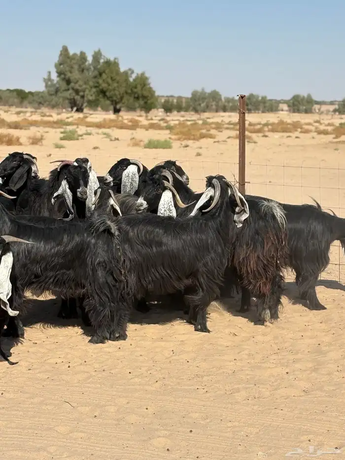 معزا عوارض 1