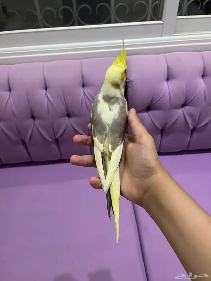 طير كروان هدد 0