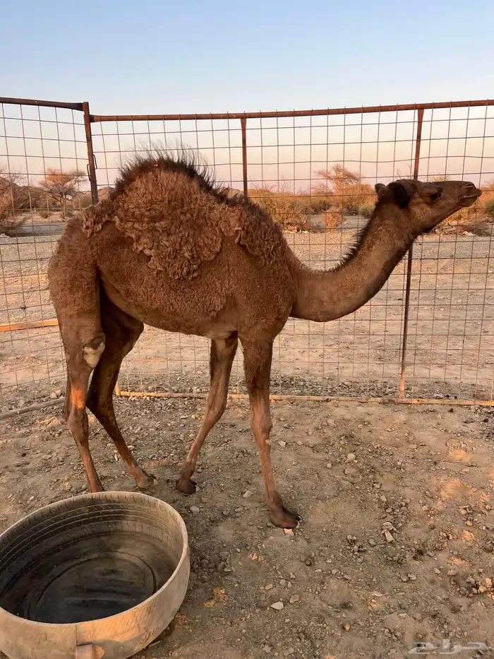 للبيع بكره ع حليب 2