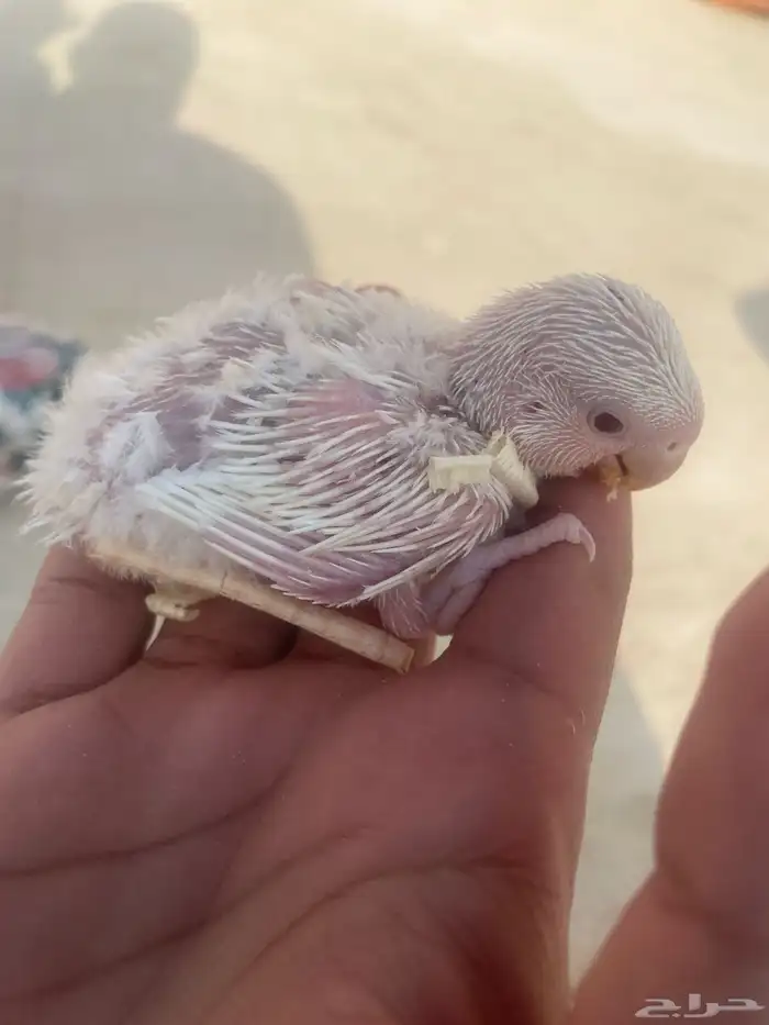 فرخ روز لا يجي إلى الصامل 0