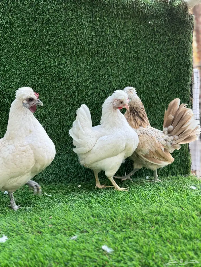 للبيع دجاج زينه 3