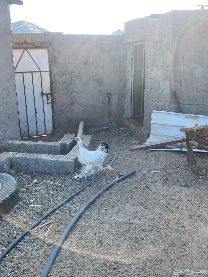 دجاج براهما للبيع 0