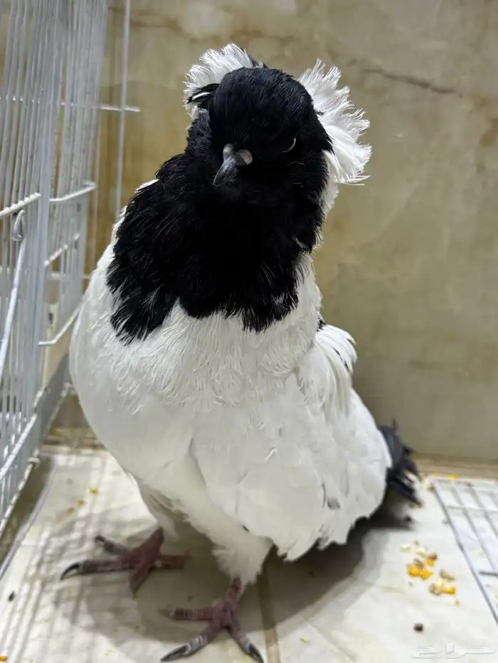 عرض لكم طيور سوداني الحجم م شاء الله بطل 0