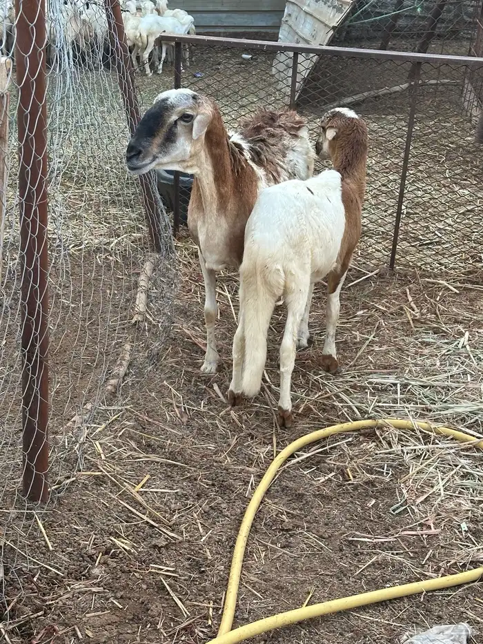 نعجه سواكني تبعها خروف 5