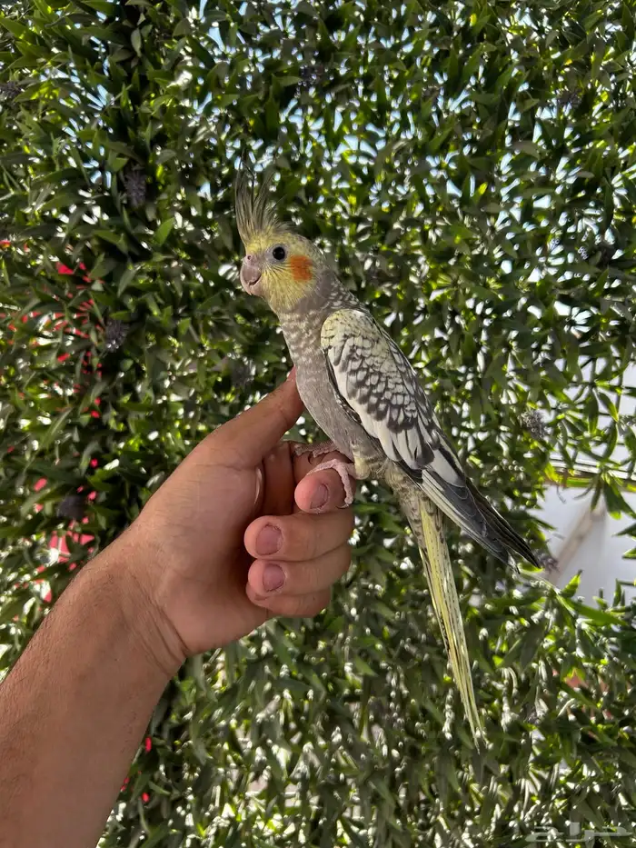 فرخ كروان اليف و هدد داخلي 0