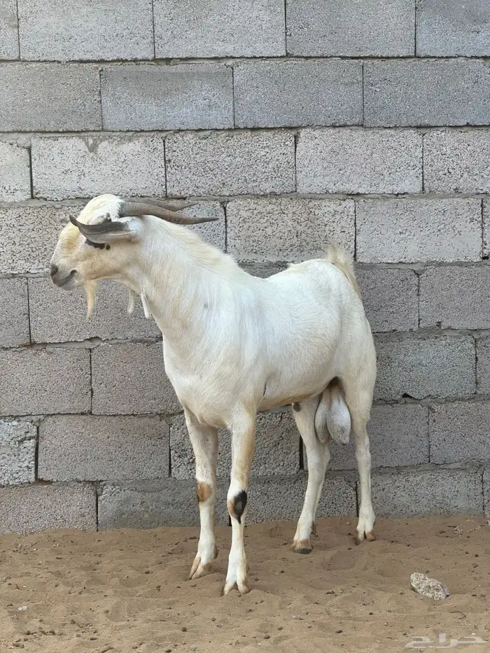 تيس بيشي اصيل 3