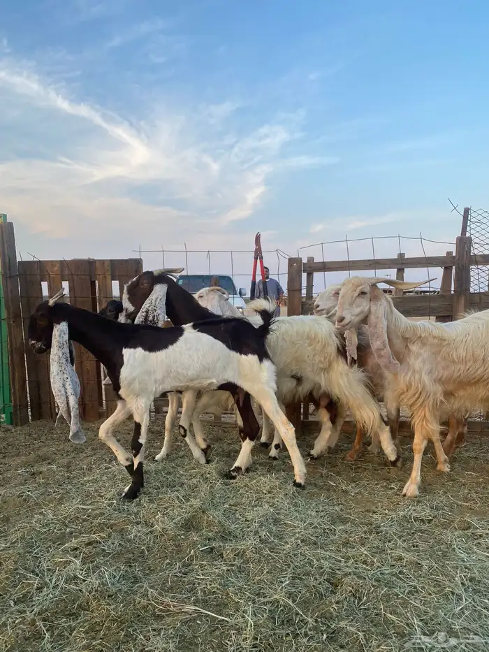 للبيع معزا مشاريك وهولنديه صنف الصنف 5