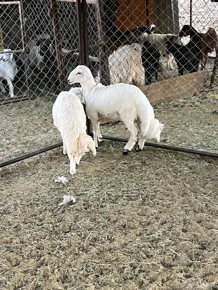 خروفين كفو كفو 9