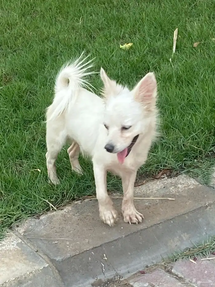 كلب شيواوا للبيع 4