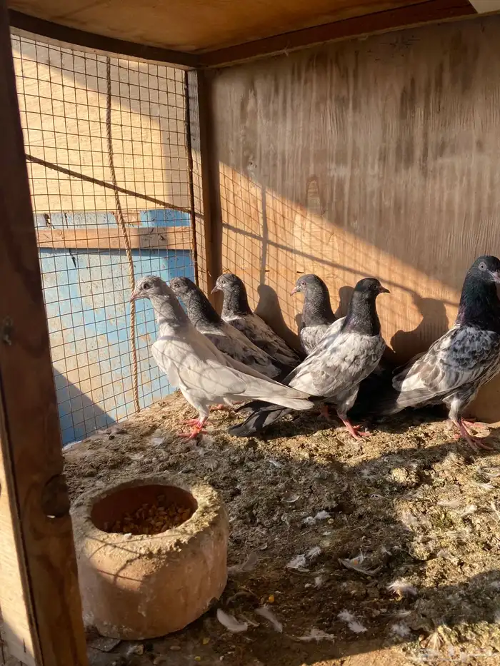 طبات حمام باكستاني تب 1