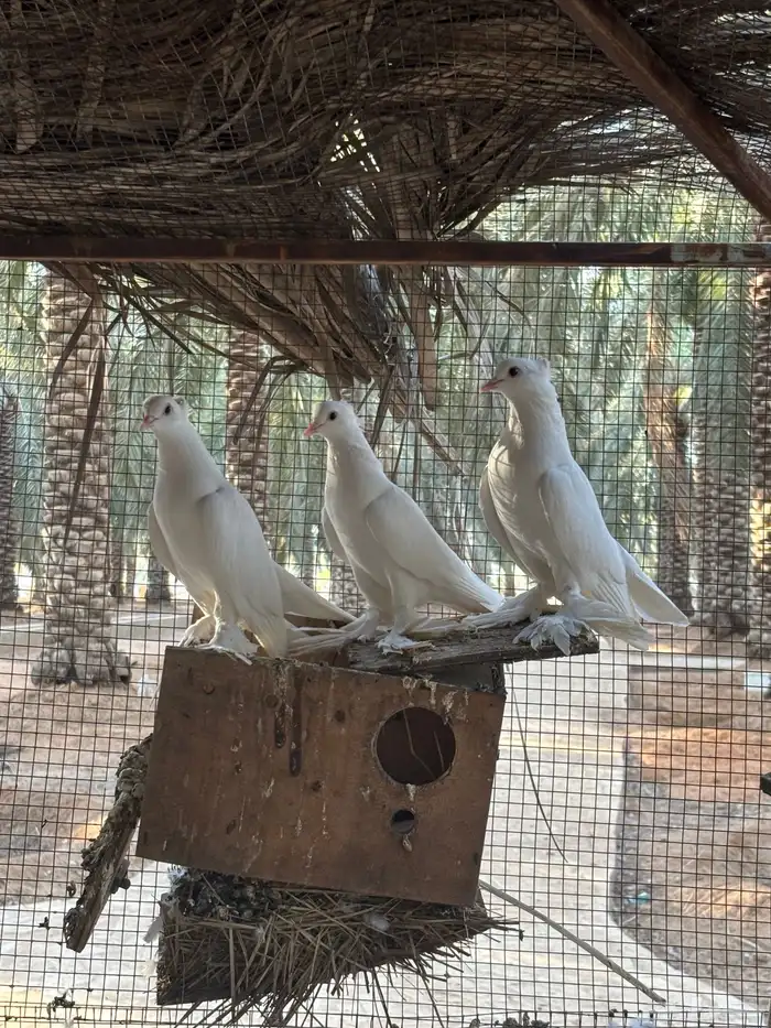 حمام صنعاوي 0