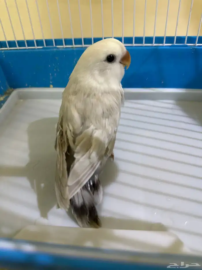 ببغاء الروز 1