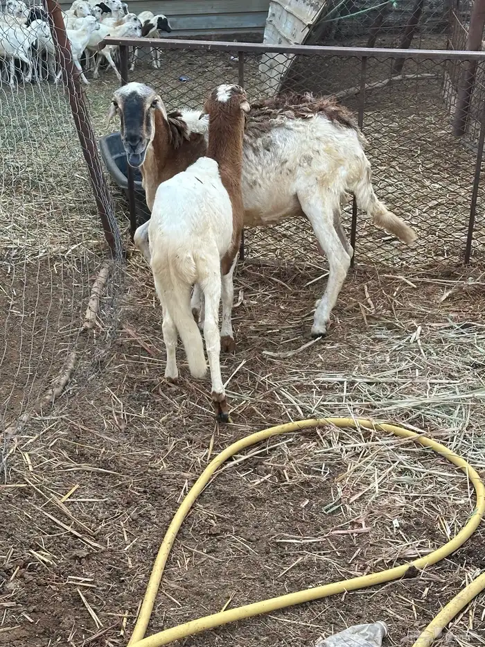 نعجه سواكني تبعها خروف 4