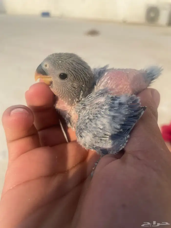 فرخ روز لا يجي إلى الصامل 1