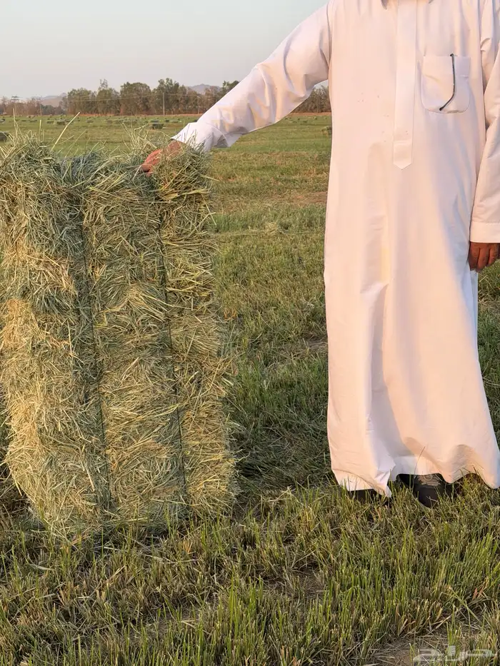 علاف رود صافي ناعم شد جندير 3