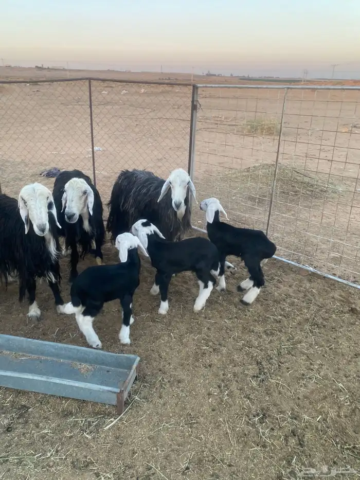 شياه نجد ولد 0