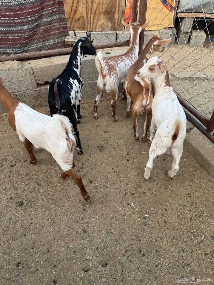 عرس حص تيوس وعناق 5