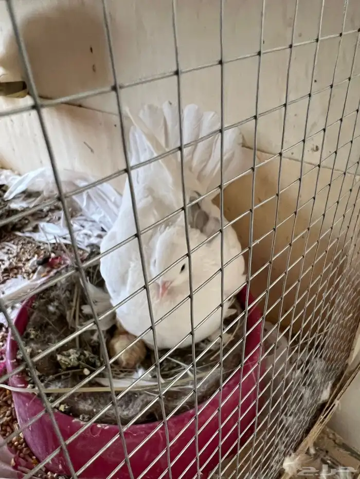 حمام صنعاوي منتج 2