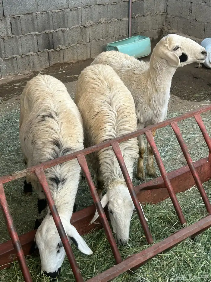 خرفان مخصا 1