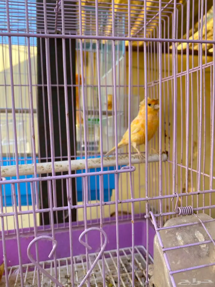 وصول دفعه من الكناري 0