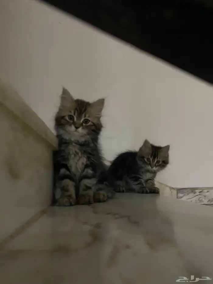 قط ه لتبني 1