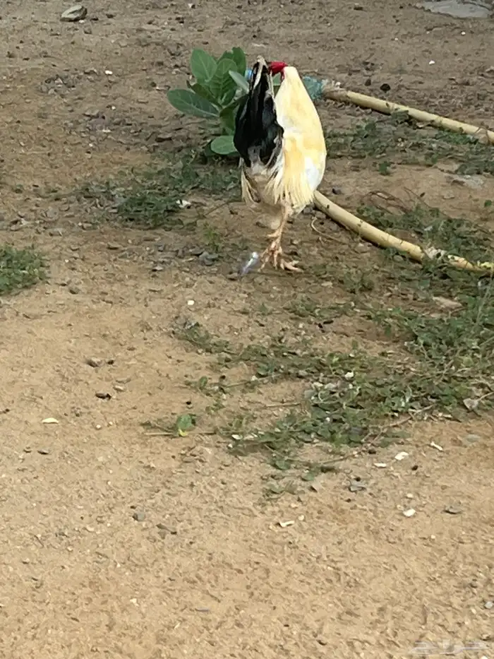 2 ديك ودجاجه للبيع 0