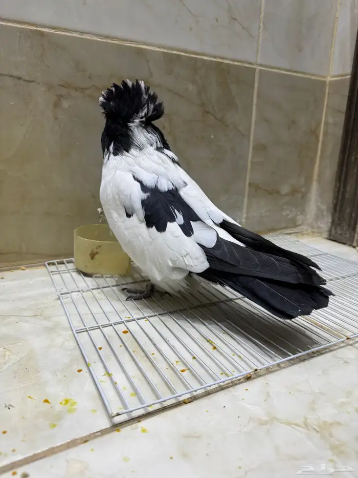 عرض لكم طيور سوداني الحجم م شاء الله بطل 27