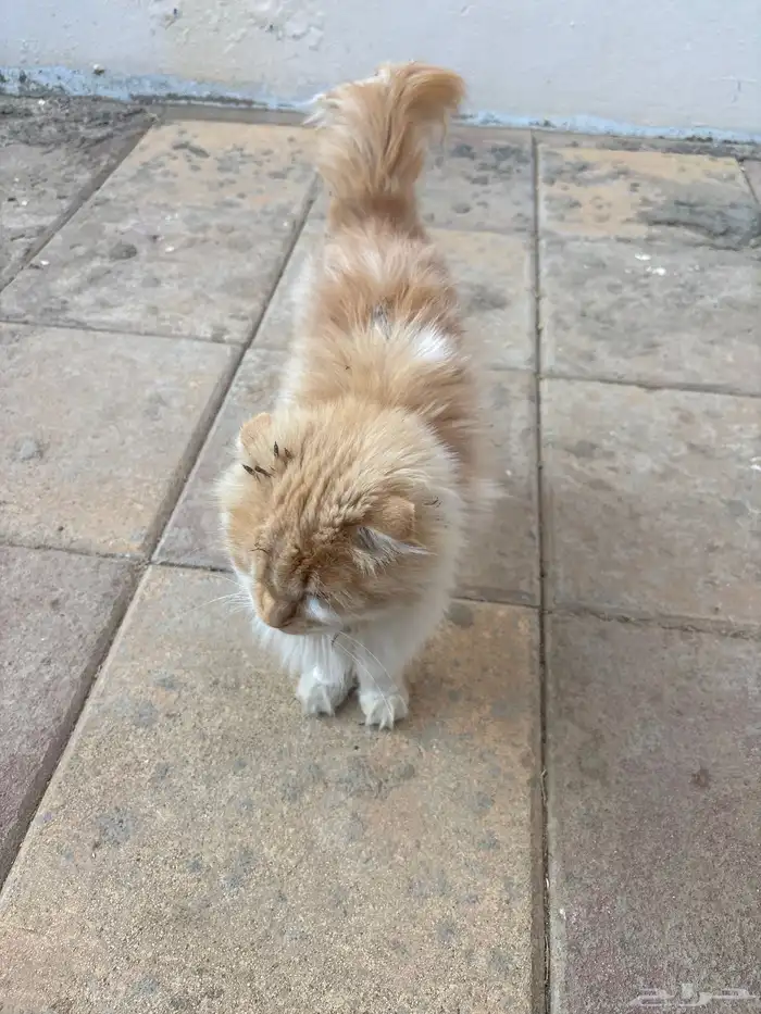 بساس بيت مرميه 1