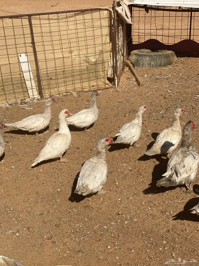 بط سوداني - مصري - مسكوفي - بلدي 0