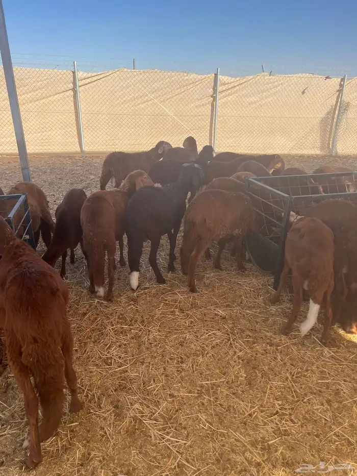 خرفان سواكني حمري 50 رأس للبيع كامل 1