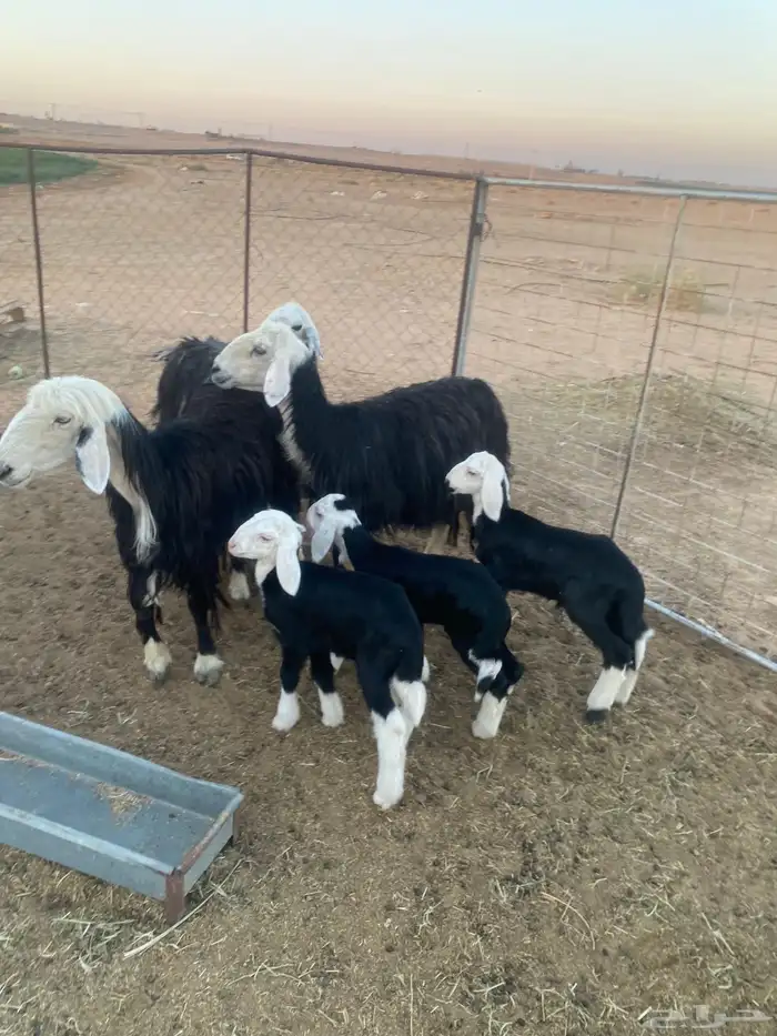 شياه نجد ولد 4