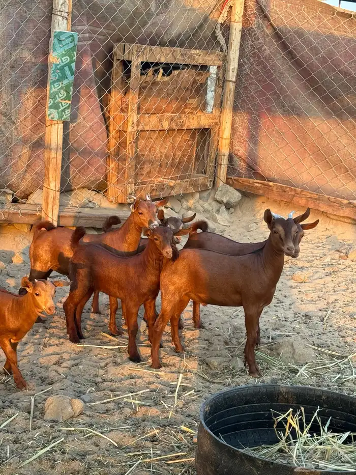 محايليات دهم فواخر 7