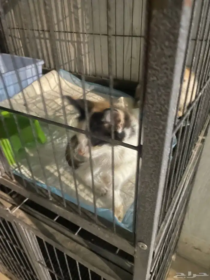 قطط صغيرة جميلة للتبني 2