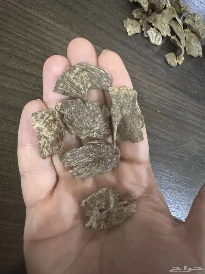 عود سيلاني أندروتر 1