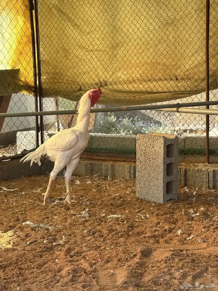 ديك ودجاجه باكستان ابيض صك مستوى قوي 0