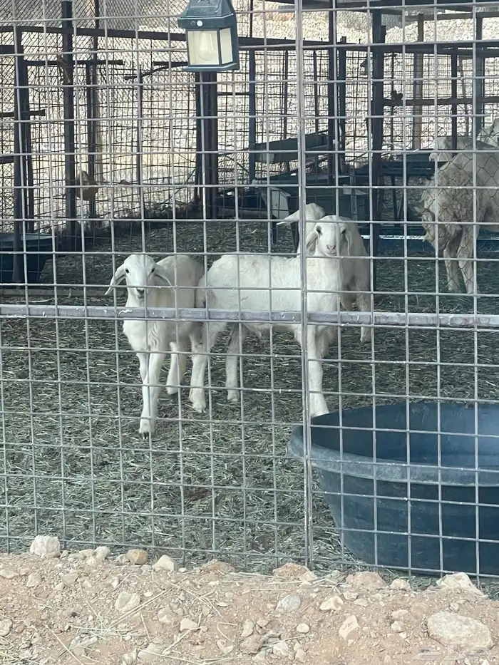 3 خرفان حريات هرافا 2