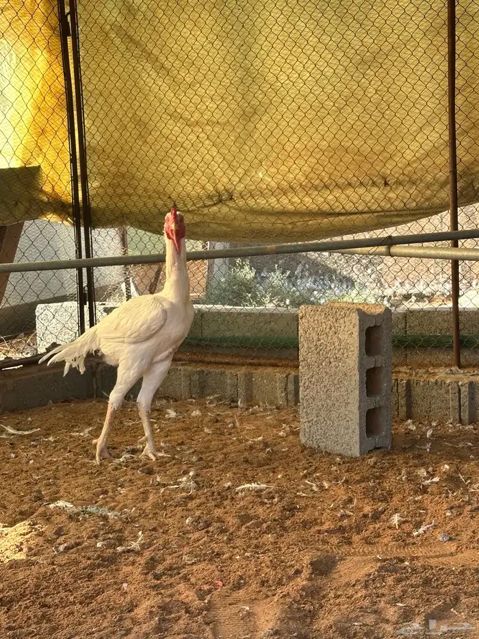 ديك ودجاجه باكستان ابيض صك مستوى قوي 3