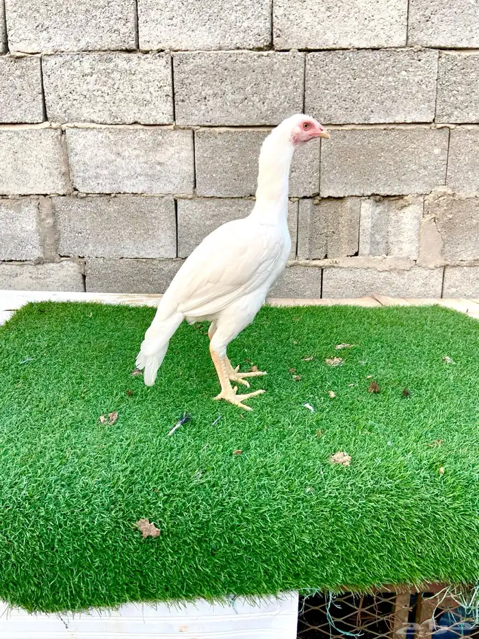 دجاجتين سندي نسل عم غبشان 6