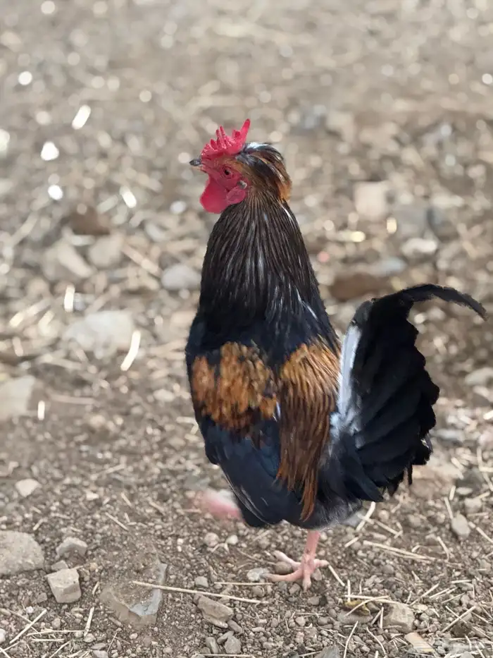 ديوك عربي أفرق مقبع 1