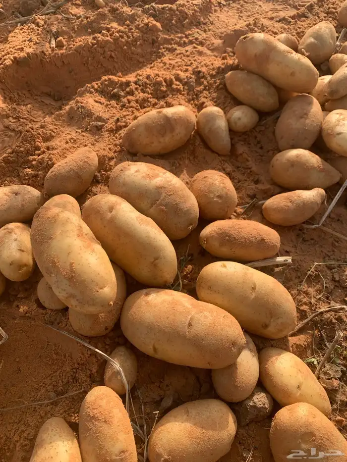 بطاطس 5