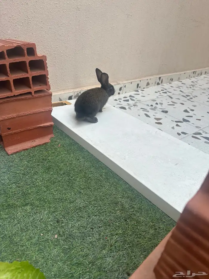 ارنب أليف بصحه ممتازه 1