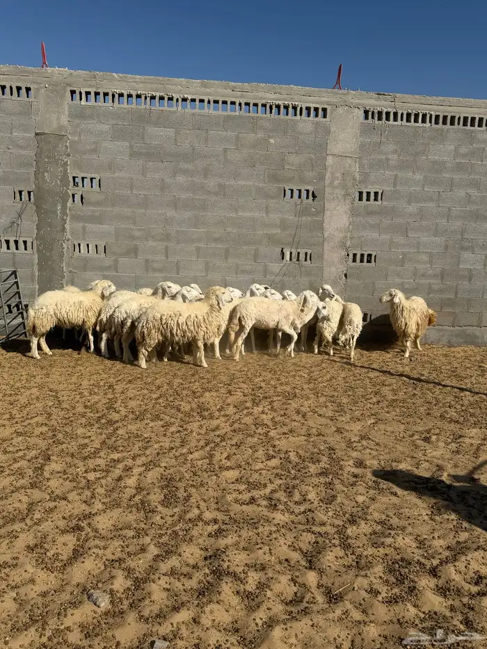 حري رخال دفيع جروم كبيره 6