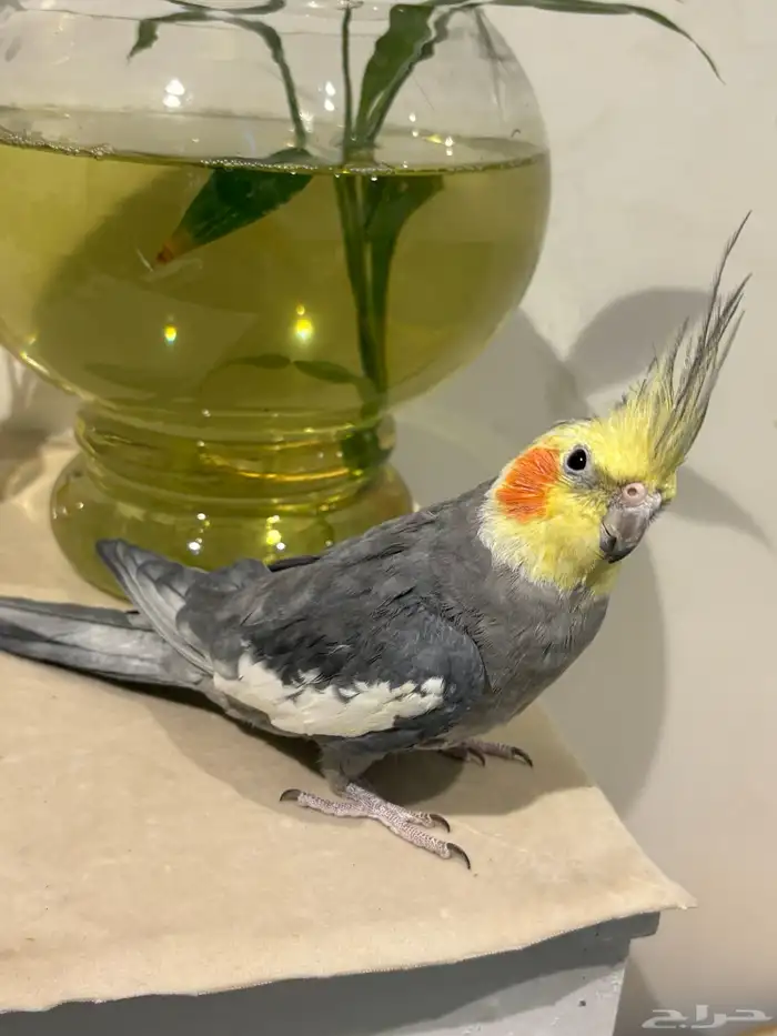 كروان متكلم 2